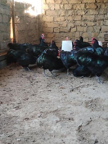 Toyuqlar: Toyuq, Australorp, Yumurtalıq — 6