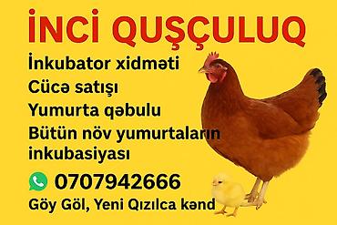 cücə satışı: İnci Quşçuluq – inkubator xidməti və cücələr Təqdim etdiklərimiz: - — 3