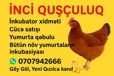 pişik ucun qum qabı: İNCI QUŞÇULUQ – quşçuluq xidməti və məhsulları Təkliflər: - İnkubator