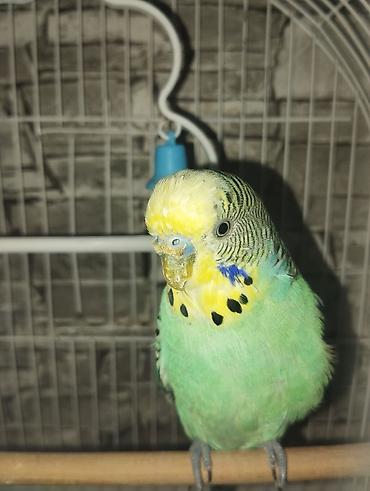sari qus: SATILIR. Yaşıl-sarı rəng çalarlarında dalğalı tutuquşu (budgerigar) — 1