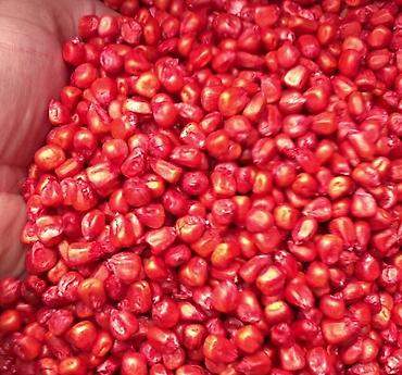 Кукуруза: ЭЛИТА жугору урондор местный Ала Тоо, Манас, Чуй 62 ж.б. гибрид жугору — 6