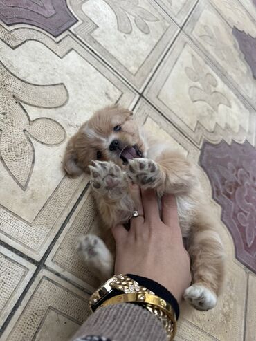 İtlər: Pekines, 3 ay, Dişi, Peyvəndli — 9