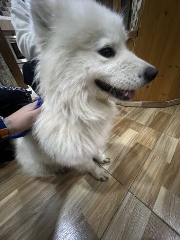 en ucuz itler: Samoyed, 5 ay, Dişi, Peyvəndli, Pulsuz çatdırılma