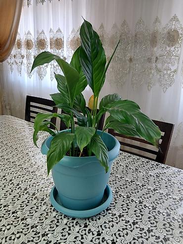 dekorativ ağac topiariya: Spathiphyllum (Sülh zanbağı) – otaq bitkisi - Bitki: Spathiphyllum — 1