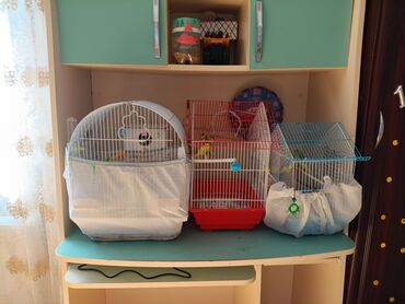 Qəfəslər: Quş qəfəs(ləri) və aksesuarları - Forma və ölçülər: 1 ədəd ağ