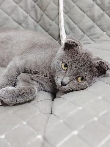 Кошки: Шотландский вислоухий котёнок с плюшевой серо-го зблубой шерстью и — 3
