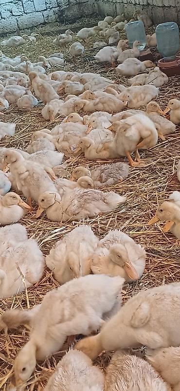 pekin ördeği: Salam tam arginal pekin ördeyleri 1 ay 5 günlük butun vitaminleri — 4