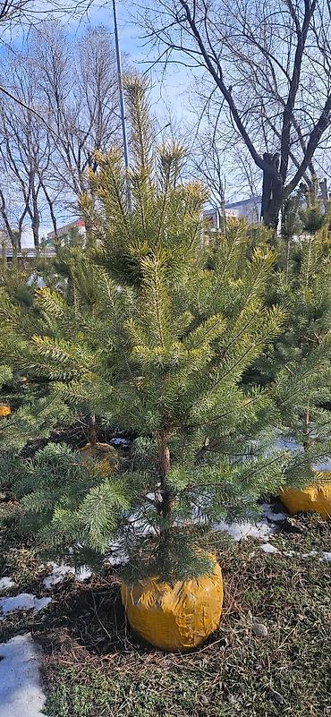 Искусственные ёлки: Ёлка,сосна,голубые ели,пихта,берёза — 30
