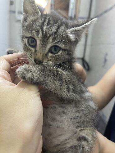 Коты: Отдам котят в хорошие добрые руки Девочка 1,5 месяцев (серая) Мальчик