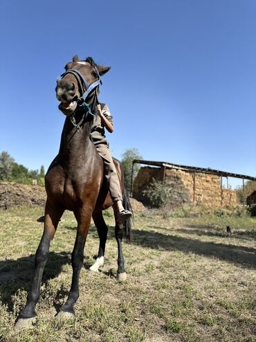Лошади, кони: Продаю | Кобыла (самка) | Для разведения, Конный спорт — 7