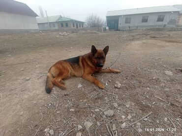 Продажа собак: Немецкая овчарка, кобель, экстерьер восточно-европейского/шоу-типа — 9