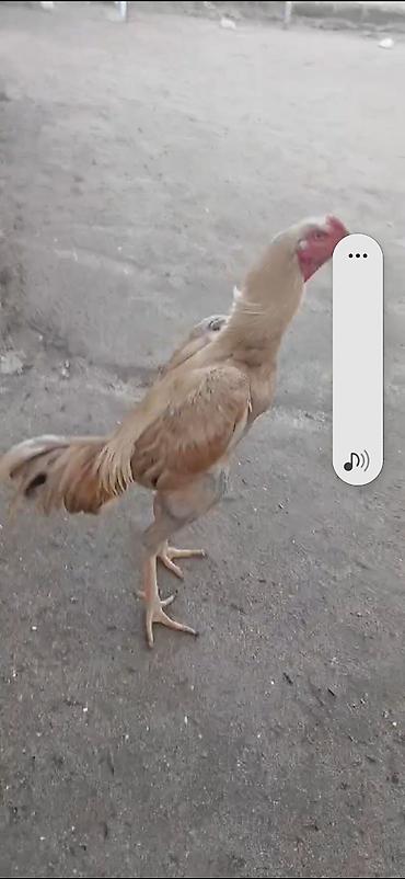 goyercin satisi 2019: Super heyvandi tergitdiyme gore satiram xoruz baz adam bilir bu nedi — 4