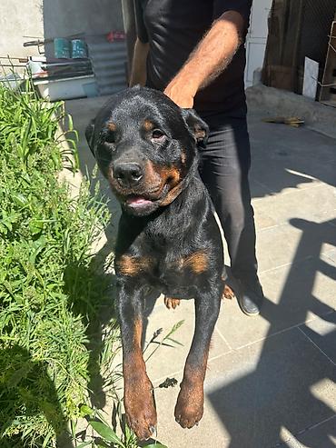 İtlər: Rotveyler, 1 il, Erkək, Peyvəndli — 3