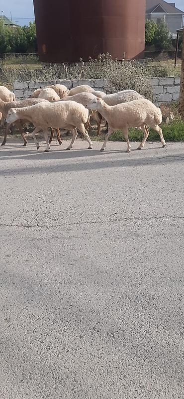 Mal-qara: Salam 12 qoyun 1 qoç hamısı cavan və sağlam heyvanlardı əksəriyyəti — 2