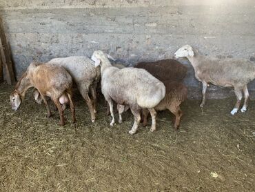 Бараны, овцы: Продаю | Овца (самка) | Арашан | На забой, Для разведения | Матка, Ярка