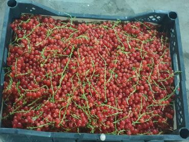 Другие ягоды: Красная смородина, 1 кг-250 сом