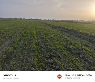 xacmaz rayonu qusarcay kendi: 403 sot, Kənd təsərrüfatı, Kupça (Çıxarış)