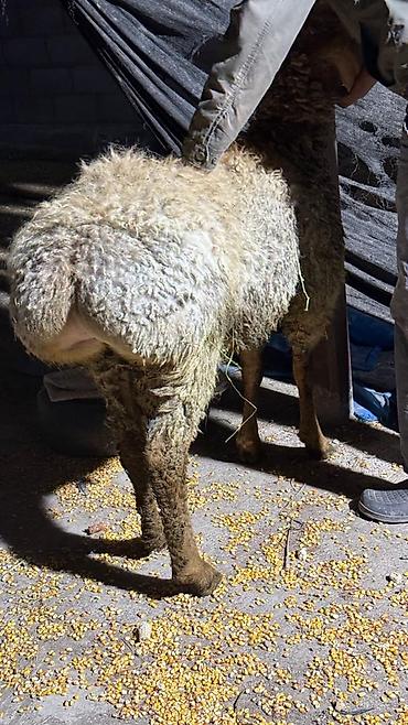 Баран, овца: Продаю | Баран (самец) | Арашан — 13