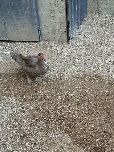 ördək balası və cücə: Lavanda ördək 2 dişi bir erkək bir dəfə bala veriblər balalığdan — 1