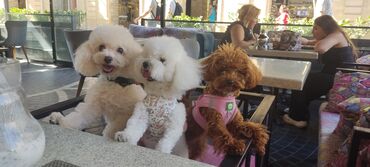 İtlər: Pudel, 3 ay, Erkek, Peyvəndli, Ünvandan götürmə — 10