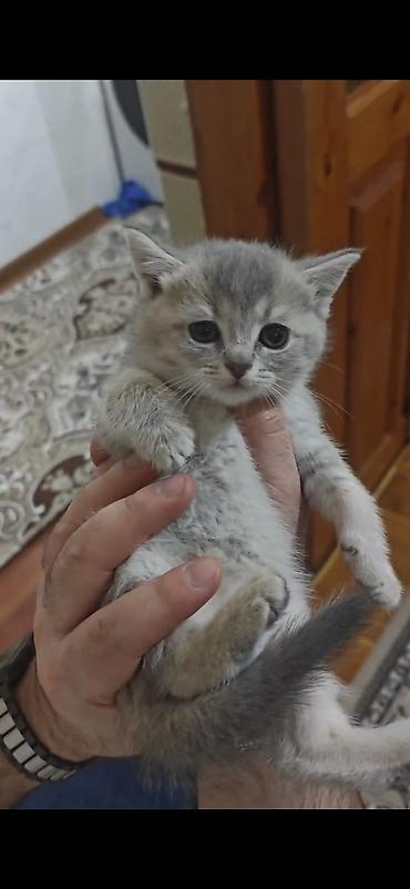 Pişiklər: Erkək, Dişi — 14