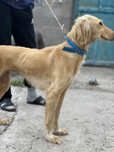 Собаки: Тайган чистокровный 9 месяцев