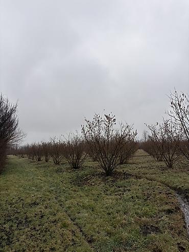 Torpaq sahələrinin satışı: Kənd təsərrüfatı, Kupça (Çıxarış) -da lalafo.az — 5 Torpaq sahələrinin satışı: Kənd təsərrüfatı, Kupça (Çıxarış) — 5