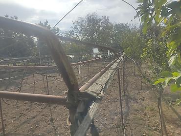 bitkiler: Metal trellis/konstruksiya (hazır parnik) - Məhsul: Bostan məhsulu — 3