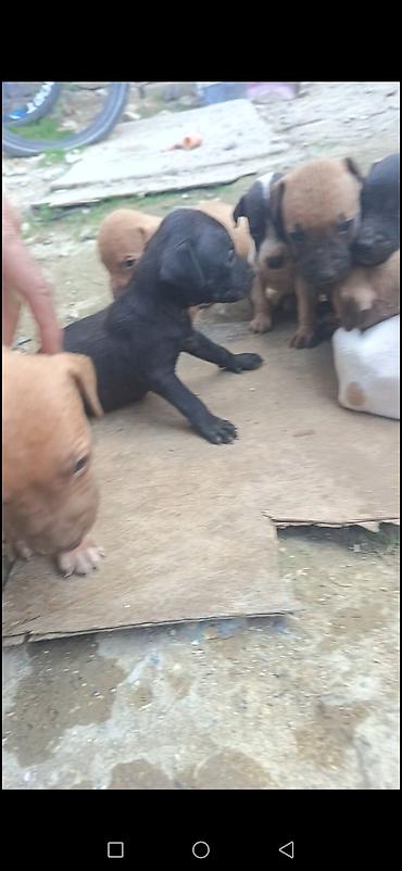 İtlər: Pitbul, 1 ay, Erkək, Ödənişli çatdırılma — 4