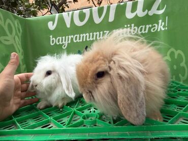 приют для кошек в баку: Şotland lop cinsi dovşanlar satılır cütü 30 AZN 5 ayliqdilar