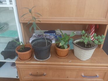 Другие комнатные растения: Продаю/ можно обмен (не растение) предлогайте