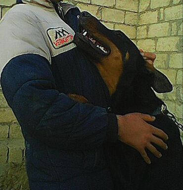 İtlər: Doberman, 9 ay, Erkek — 10