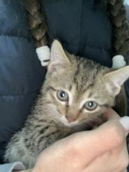 купить породистую кошку: Котята ищут любящую семью и заботливые руки.Только в ответственные