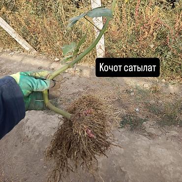 работа в кафе без опыта: Бир бала керек Беловодскийде Акчасы кунуно 1400сом Жумуш поляда — 2