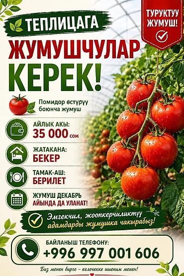 сборщик клубники вакансии: Требуется Сборщик урожая, Оплата: Ежемесячно, Питание — 1