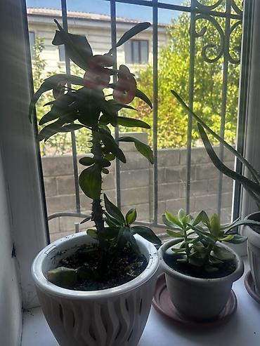 алмазный коронка: Комнатное растение — молочай Милла (Euphorbia milii), известный как — 2
