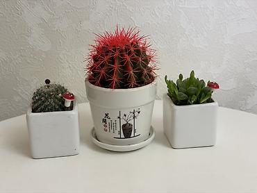 Кактусы: 🌵 Декоративный набор кактусов 🌵 Идеально для дома или офиса — 4