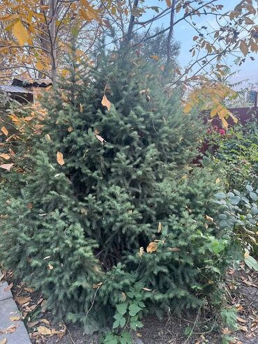 ищу работу на охрану: Саженцы деревьев: Ели, Самовывоз at lalafo.kg ищу работу на охрану: Саженцы деревьев: Ели, Самовывоз