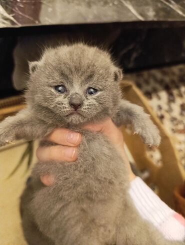 Pişiklər: Şotland — 3