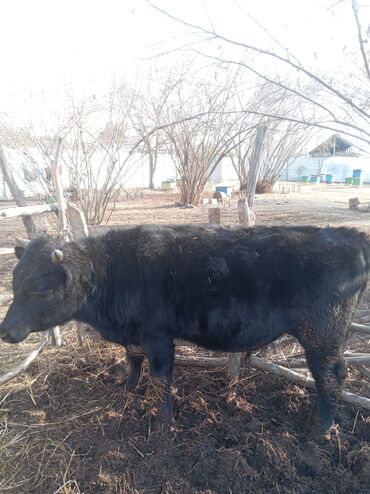 Inəklər, öküzlər: Erkək, il: 1, 360 kq, Damazlıq, Ünvandan götürmə — 4