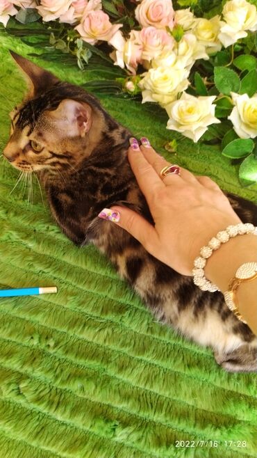 Продажа кошек: Профессиональный Питомник Бенгалов . Бен Гла Мур предлагает Очень — 3