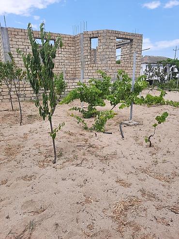 eletde torpaq satilir: 10 sot, Kənd təsərrüfatı, Kupça (Çıxarış) — 6