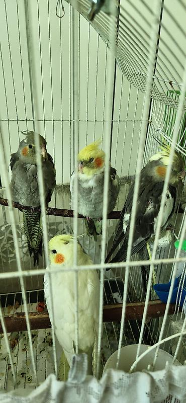 gence quşlar: 3aylıq korella balaları satılır biri 50azn — 1