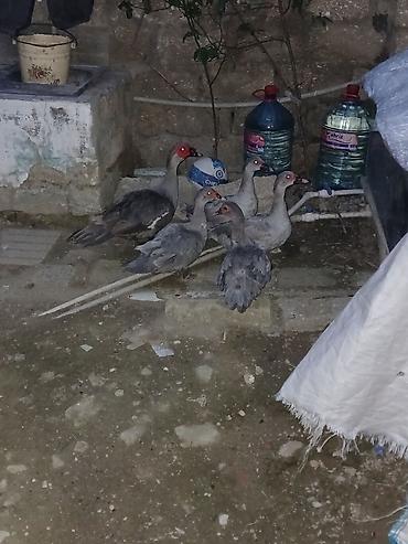 Ördəklər: Lavandalar 4 dişi 1 Erkək damazlıq heyvanlardı — 1