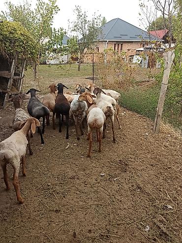 На продажу и услуги касап. Могу при Вас или у Себя зарезать и привезти at lalafo.kg На продажу и услуги касап. Могу при Вас или у Себя зарезать и привезти
