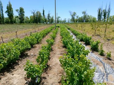 Продажа участков: 340 соток, Для сельского хозяйства, Тех паспорт — 12