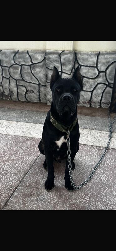 kane korso: Kane-Korso, 9 ay, Erkek, Peyvəndli, Ünvandan götürmə