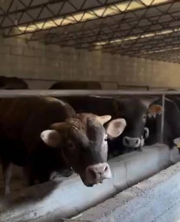 продается ферма: Farm КРС, 2 соток, Действующий, С оборудованием, Электричество, Скважина, Холодная вода — 1