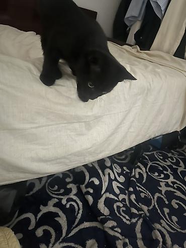 Продажа кошек: 🏡 КОТЯТА ИЩУТ ДОМ! 🐾❤️ Два замечательных малыша — чёрный котик и — 12