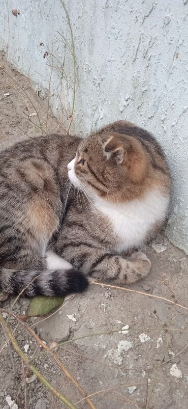 шотландская вислоухая кошка цена в баку: Шотладская вислоухая, Самка, В добрые руки, Самовывоз